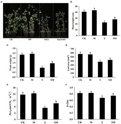 Comparative Physiological and Transcriptome Analysis Reveal the Molecular Mechanism of Melatonin in Regulating Salt Tolerance in Alfalfa (Medicago sativa L.)